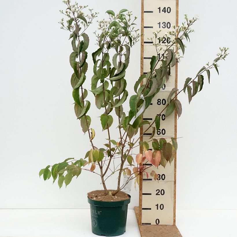 Esemplare di Heptacodium miconioides Vaso da 7,5L/10L come consegnato in autunno