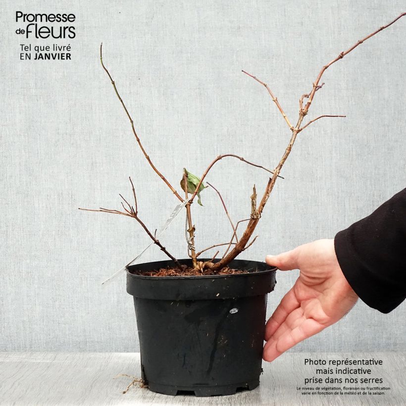 Heptacodium miconioides Tianshan Vaso da 3L/4L esemplare consegnato in inverno