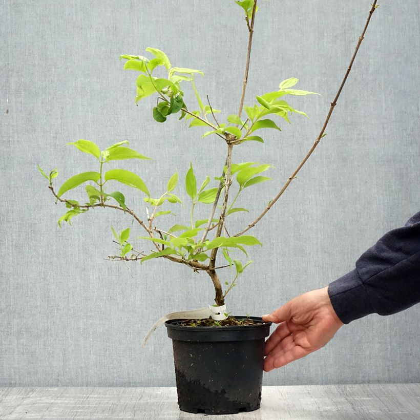 Heptacodium miconioides Tianshan Vaso da 3L/4L esemplare consegnato in primavera