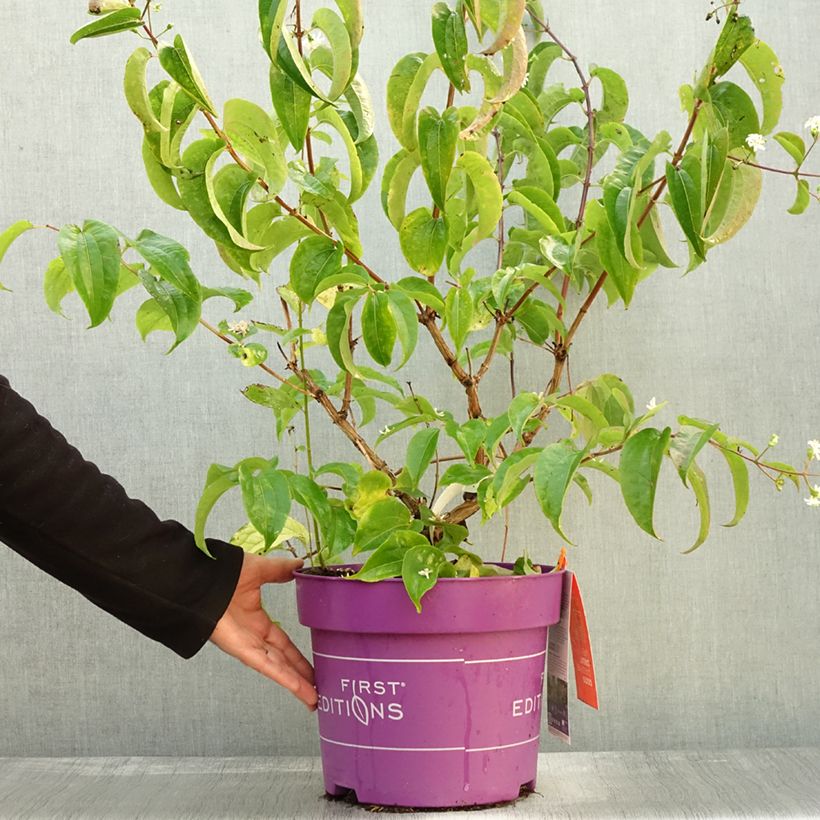 Esemplare di Heptacodium miconioides Tianshan Vaso da 7,5L/10L come consegnato in autunno