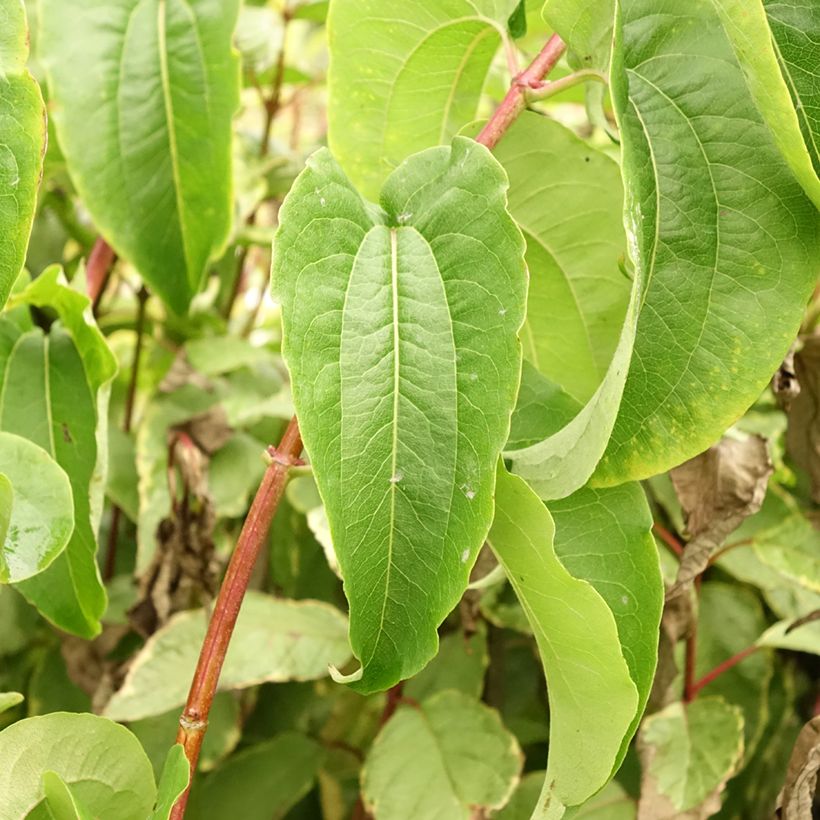 Heptacodium miconioides Tianshan (Fogliame)