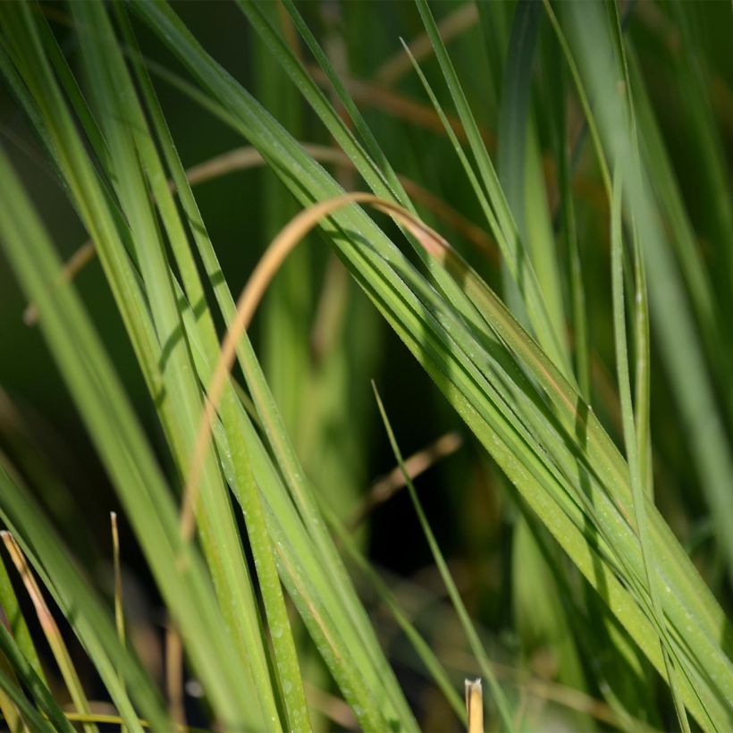 Cortaderia selloana - Erba delle Pampas (Fogliame)