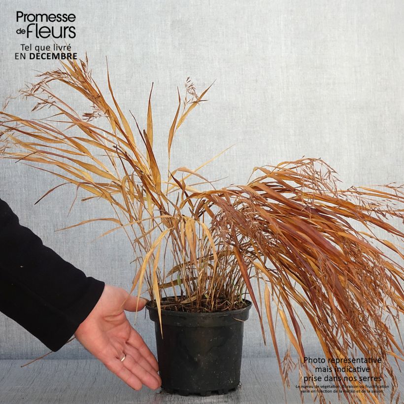 Esemplare di Hakonechloa macra Albostriata - Erba della foresta giapponese Vaso da 2L/3L come consegnato in autunno