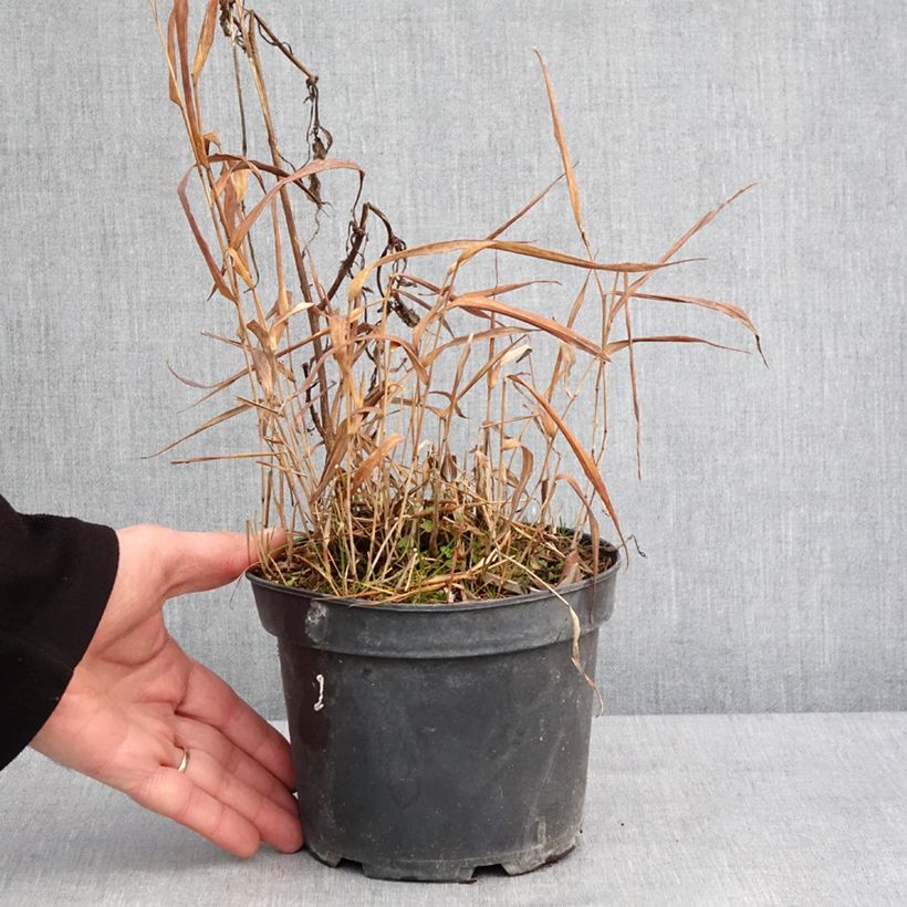 Hakonechloa macra Albostriata - Erba della foresta giapponese Vaso da 2L/3L esemplare consegnato in inverno