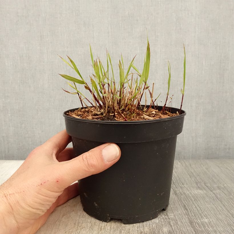Hakonechloa macra Albostriata - Erba della foresta giapponese Vaso da 2L/3L esemplare consegnato in primavera