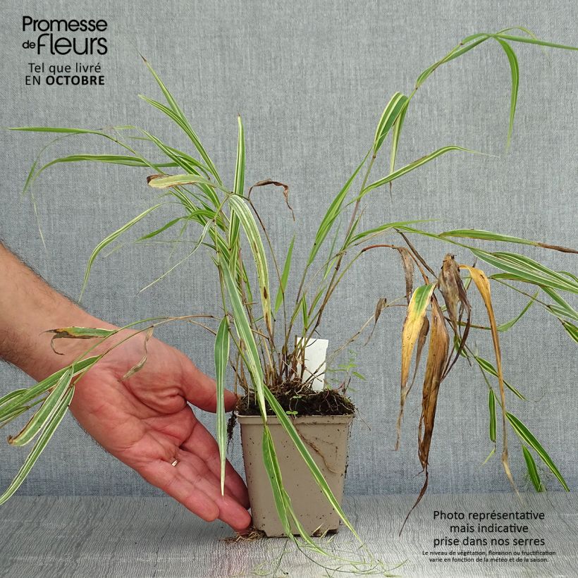 Esemplare di Hakonechloa macra Albostriata - Erba della foresta giapponese Vasetto da 8/9 cm come consegnato in autunno