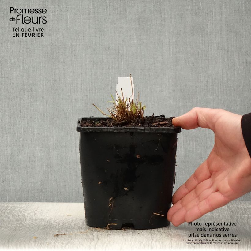 Hakonechloa macra All Gold - Erba della foresta giapponese Vaso da 2L/3L esemplare consegnato in inverno