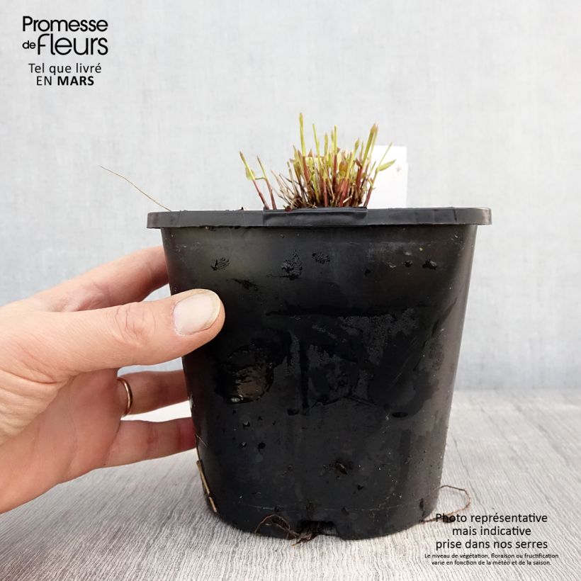 Hakonechloa macra All Gold - Erba della foresta giapponese Vaso da 2L/3L esemplare consegnato in primavera