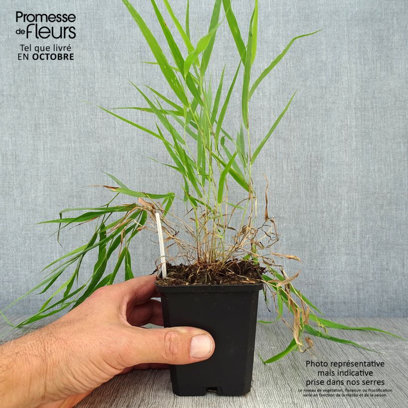 Esemplare di Hakonechloa macra - Erba della foresta giapponese Vasetto da 8/9 cm come consegnato in autunno