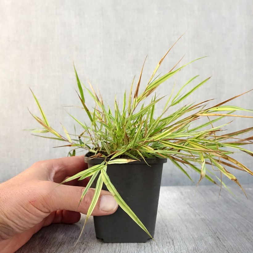 Esemplare di Erba del Giappone - Hakonechloa macra Mulled Wine in vasetto 8/9cm come consegnato in autunno