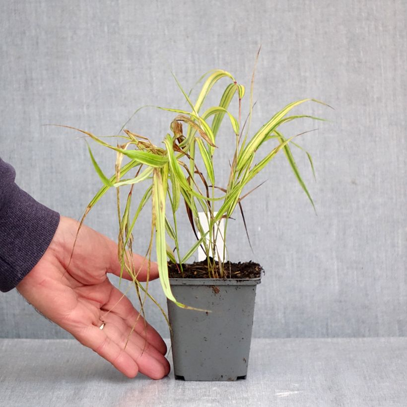 Esemplare di Hakonechloa macra Naomi - Erba della foresta giapponese Vasetto da 8/9 cm come consegnato in autunno