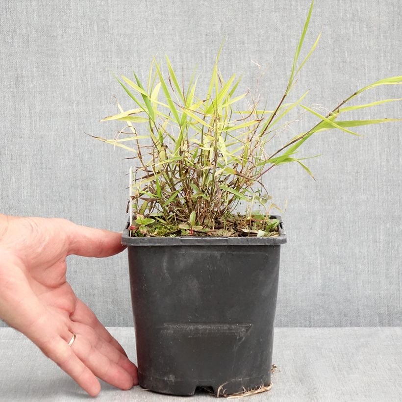 Esemplare di Hakonechloa macra Nicolas - Erba della foresta giapponese Vaso da 2L/3L consegnato in estate