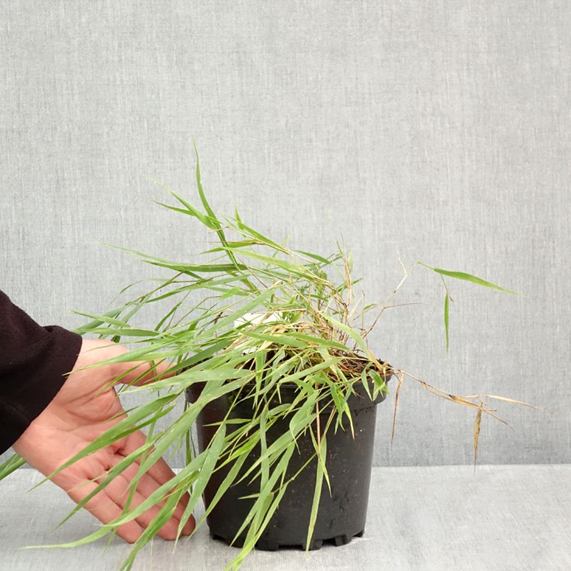Esemplare di Hakonechloa macra - Erba della foresta giapponese Vaso da 2L/3L come consegnato in autunno