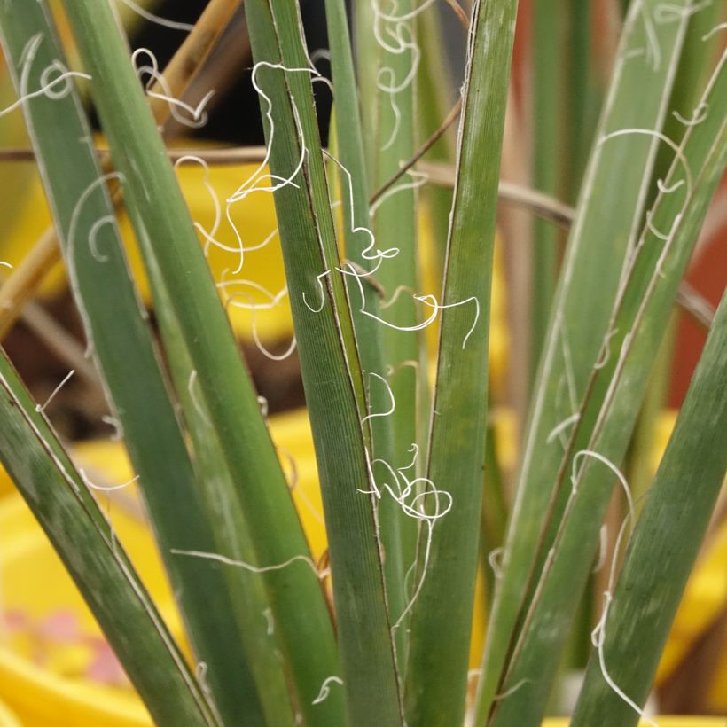Hesperaloe parviflora Arizona Sunrise - Yucca rossa (Fogliame)