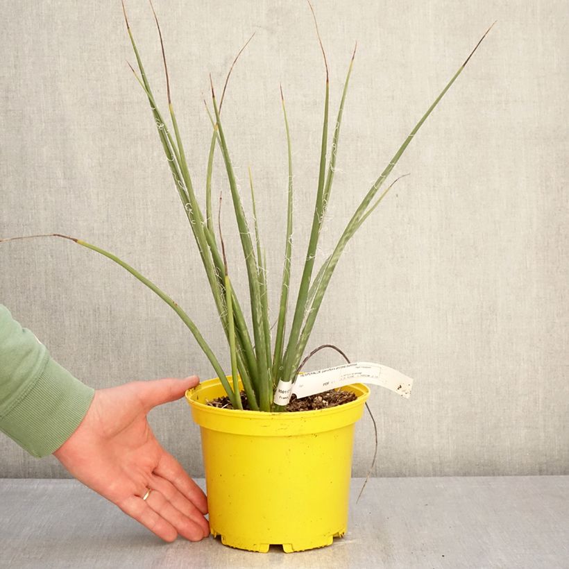 Hesperaloe parviflora Arizona Sunrise - Yucca rossa Vaso da 3L/4L esemplare consegnato in inverno
