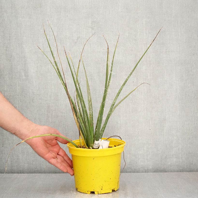 Hesperaloe parviflora Arizona Sunrise - Yucca rossa Vaso da 3L/4L esemplare consegnato in primavera