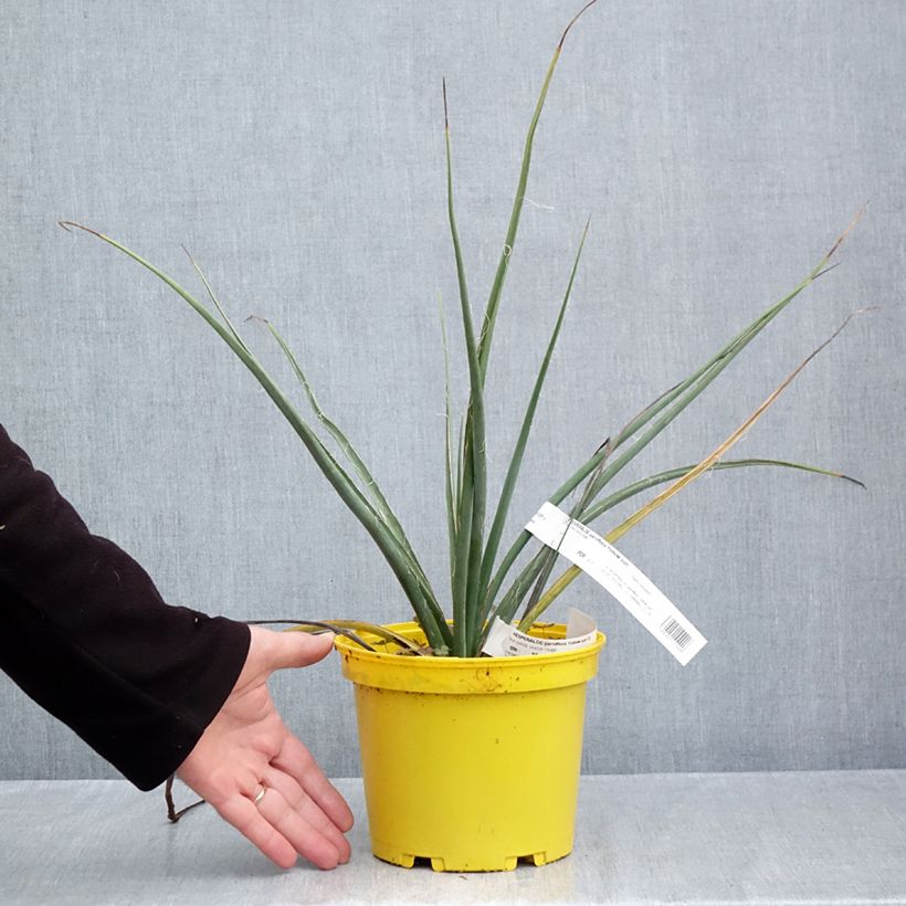 Esemplare di Hesperaloe parviflora Yellow Sun - Yucca rossa Vaso da 3L/4L come consegnato in autunno