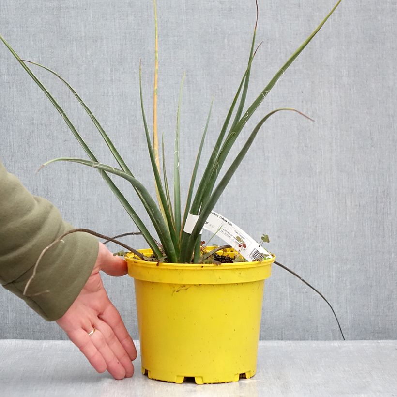 Hesperaloe parviflora Yellow Sun - Yucca rossa Vaso da 3L/4L esemplare consegnato in inverno