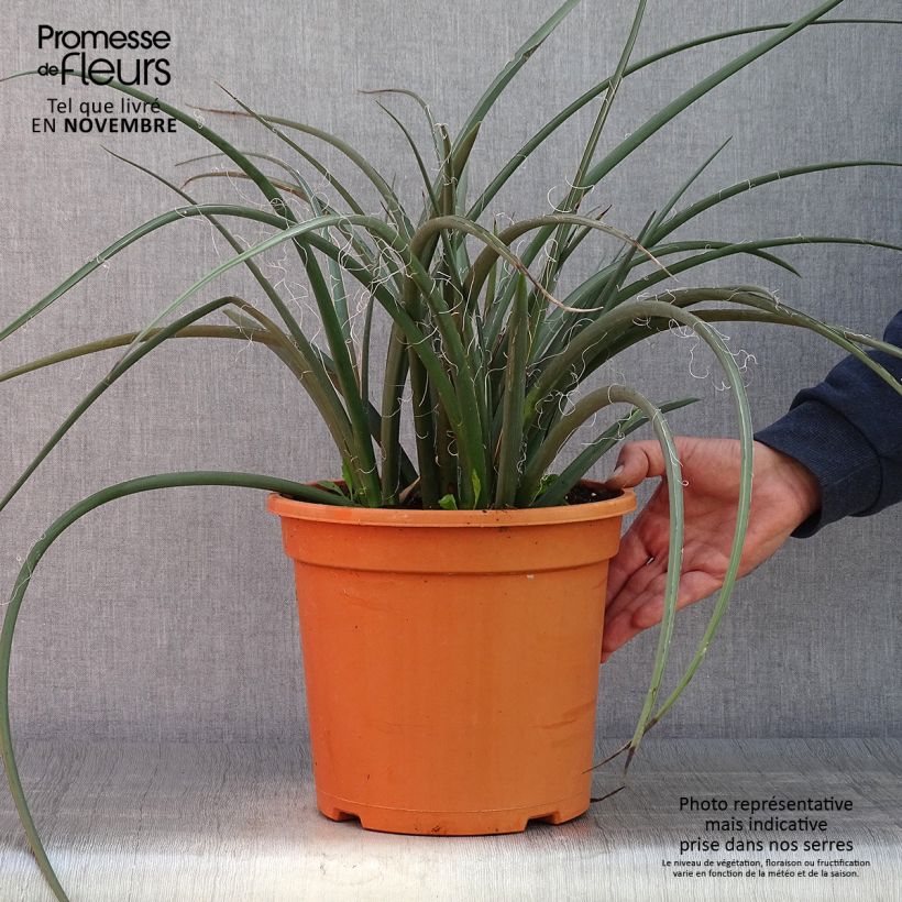 Esemplare di Hesperaloe parviflora - Yucca rossa Vaso da 7,5L/10L come consegnato in autunno