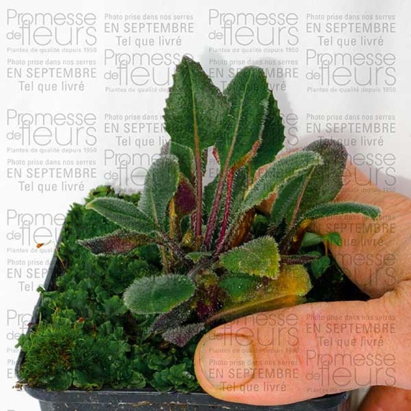 Esempio di esemplare Hesperis matronalis Alba - Julienne des dames Blanche  Godet de 8/9 cm come consegnato