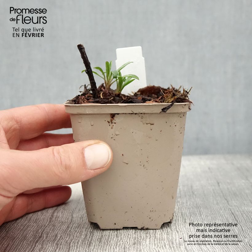 Heterotheca villosa Golden Sunshine Vasetto da 8/9 cm esemplare consegnato in inverno