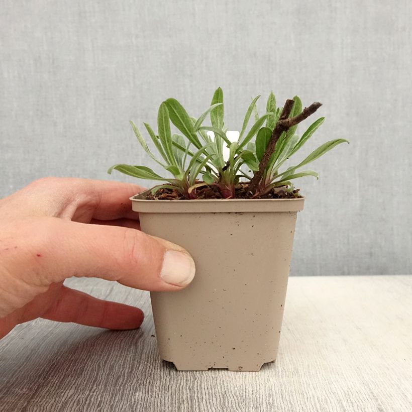 Heterotheca villosa Golden Sunshine Vasetto da 8/9 cm esemplare consegnato in primavera