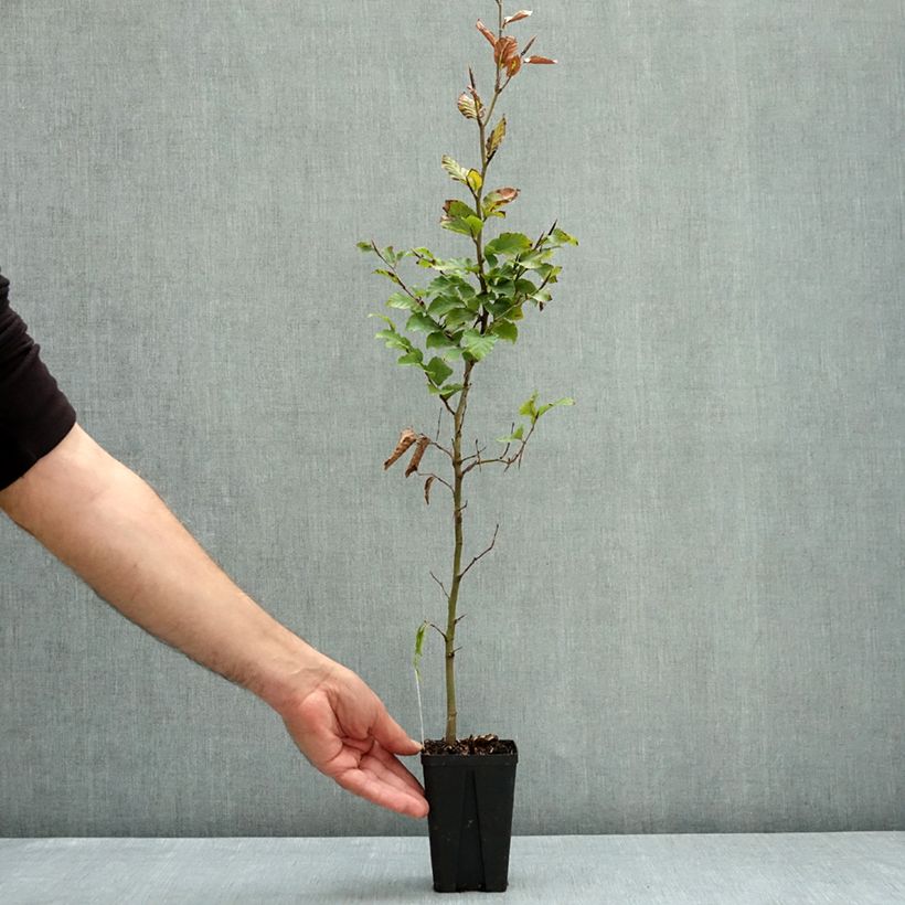 Esemplare di Fagus sylvatica - Faggio Vasetto da 8/9 cm come consegnato in autunno