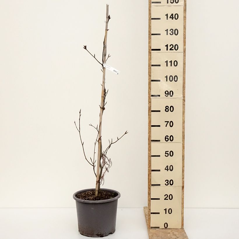 Fagus sylvatica Riversii - Faggio ramato Vaso da 12L/15L esemplare consegnato in inverno