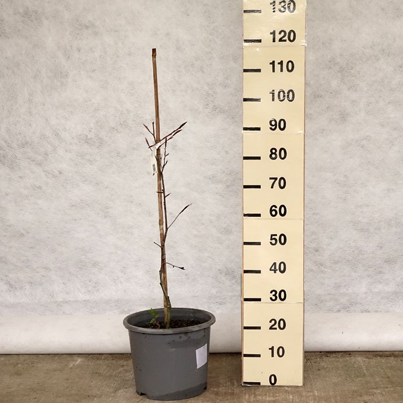 Fagus sylvatica Purpurea Tricolor - Faggio tricolore Vaso da 6L/7L esemplare consegnato in primavera