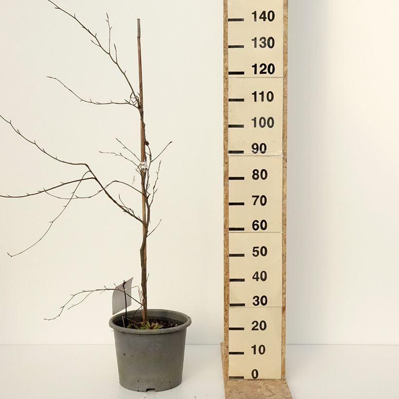 Fagus sylvatica Purpurea Tricolor - Faggio tricolore Vaso da 6L/7L esemplare consegnato in inverno