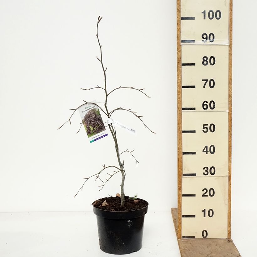 Fagus sylvatica Purpurea Pendula - Faggio Vaso da 7,5L/10L esemplare consegnato in primavera