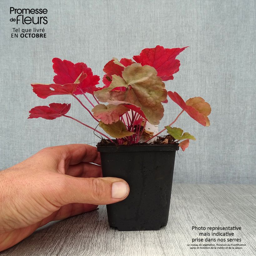 Esemplare di Heuchera Caribbean Sea Vasetto da 8/9 cm come consegnato in autunno