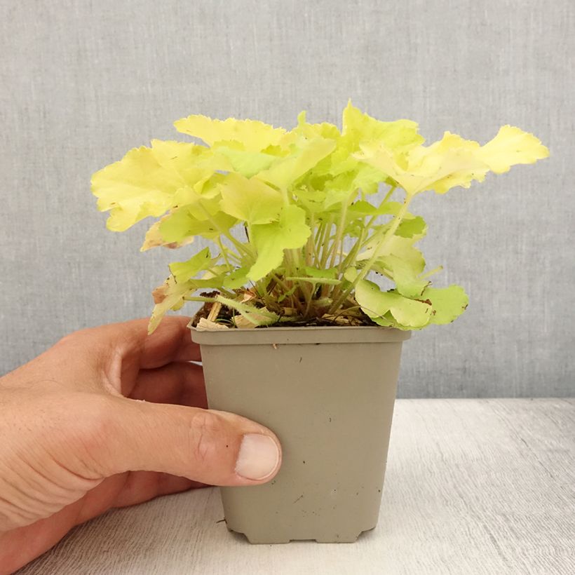 Esemplare di Heuchera Citronelle Vasetto da 8/9 cm consegnato in estate