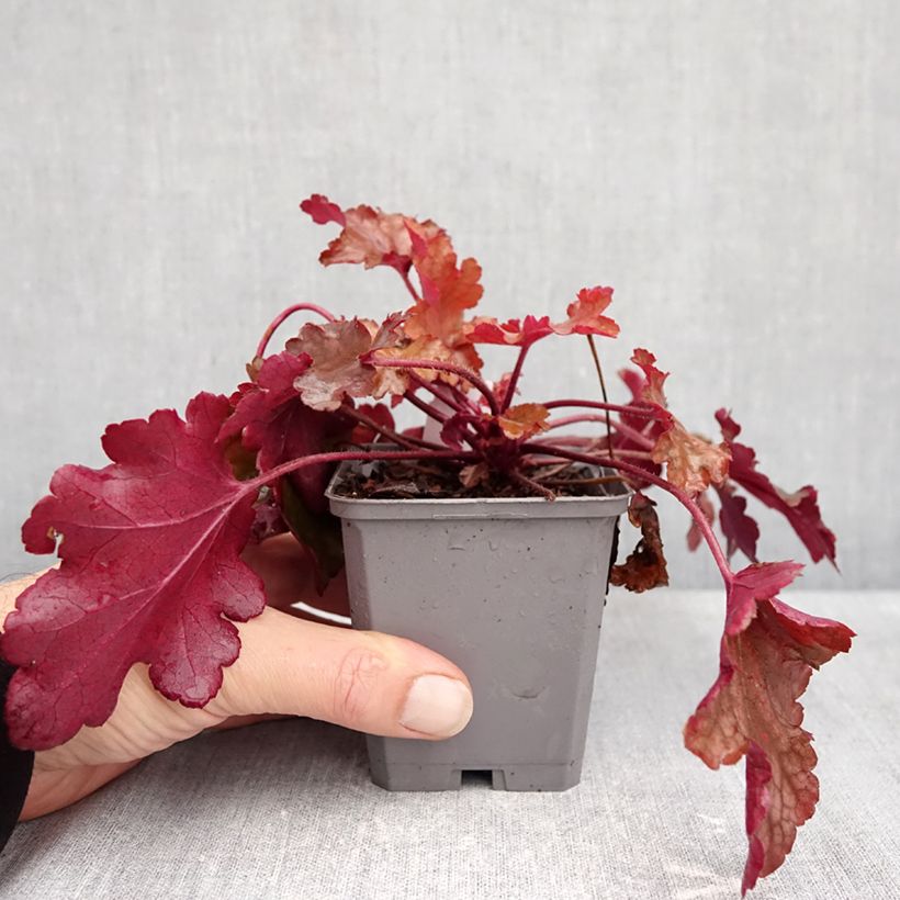 Esemplare di Heuchera Coral Sea Vasetto da 8/9 cm come consegnato in autunno