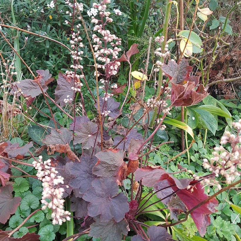 Heuchera Dark Magic (Porto)