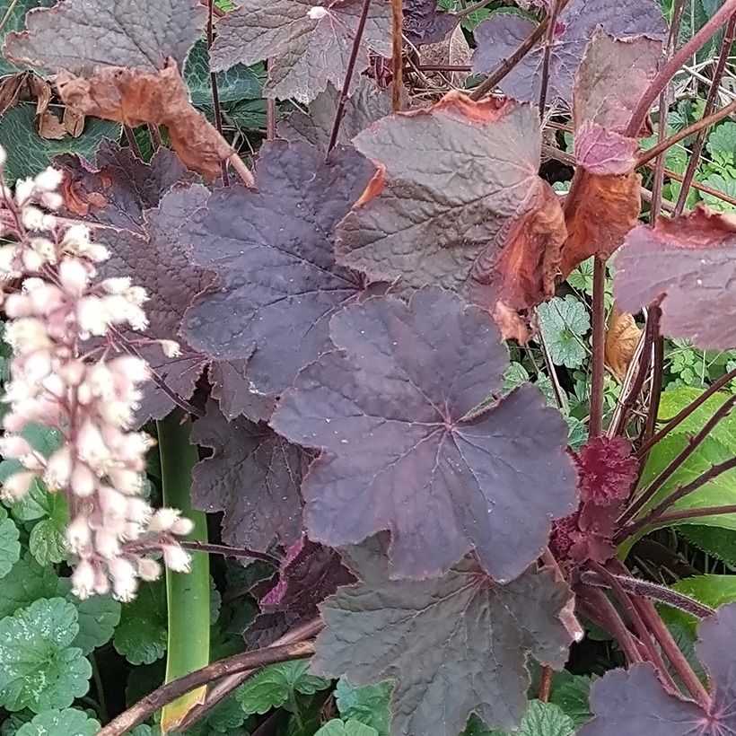Heuchera Dark Magic (Fogliame)