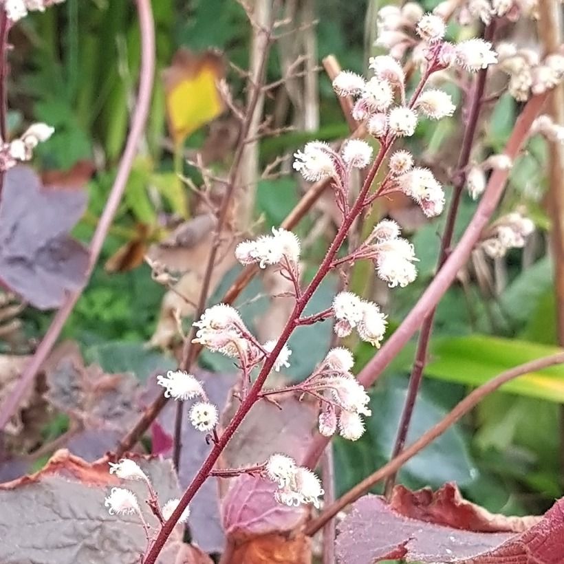 Heuchera Dark Magic (Fioritura)