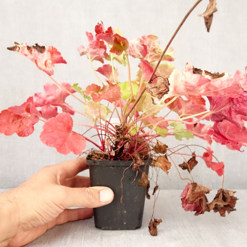 Esemplare di Heuchera Happy Flames Vasetto da 8/9 cm come consegnato in autunno