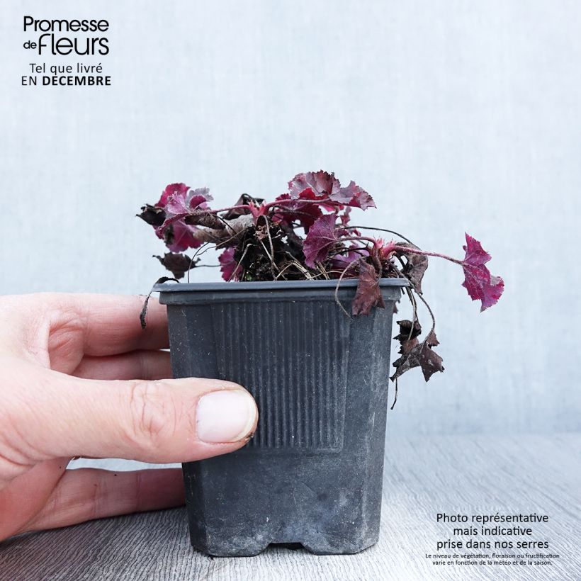 Esemplare di Heuchera micrantha Cappuccino Vasetto da 8/9 cm come consegnato in autunno