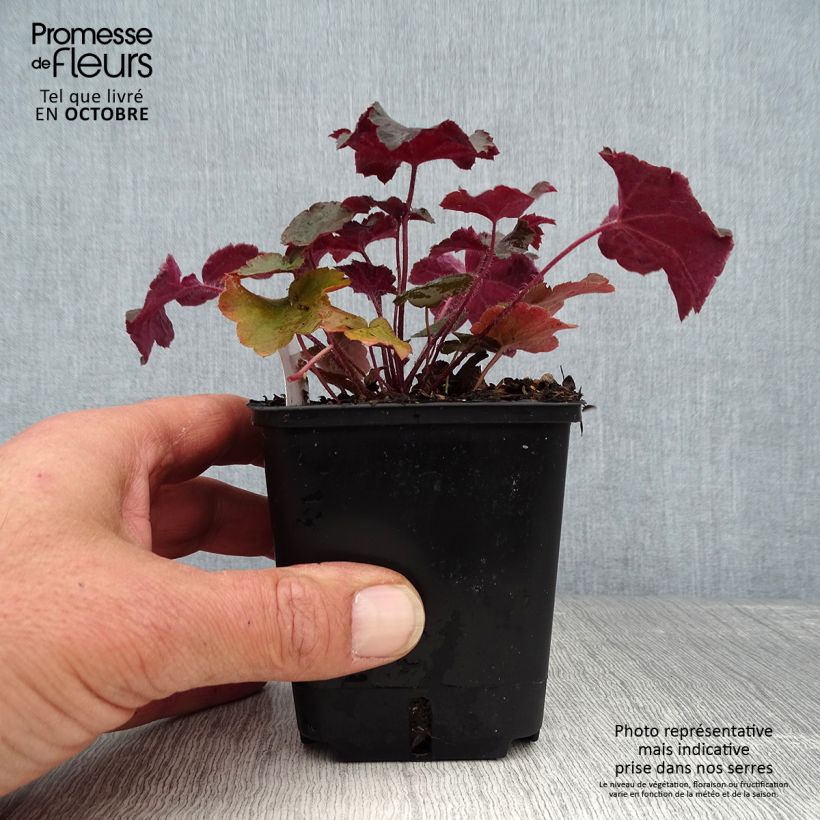 Esemplare di Heuchera micrantha Palace Purple Vasetto da 7/8 cm come consegnato in autunno