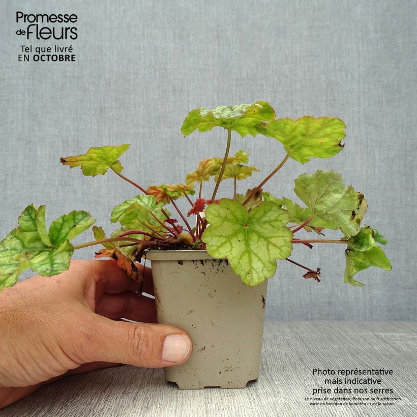 Esemplare di Heuchera Mint Frost Vasetto da 8/9 cm come consegnato in autunno