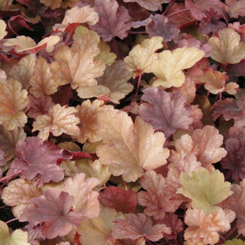 Heuchera Peach flambé (Fogliame)