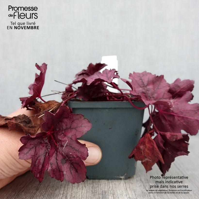 Esemplare di Heuchera Pink Panther Vasetto da 8/9 cm come consegnato in autunno