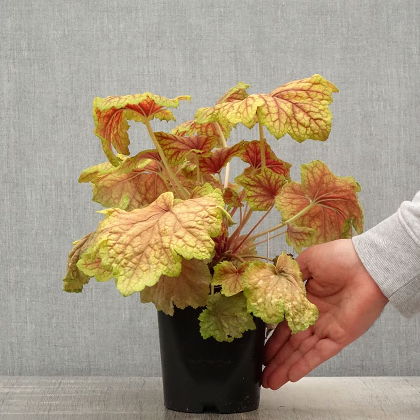 Heuchera Red Lightning Vaso da 1,5L/2L esemplare consegnato in primavera
