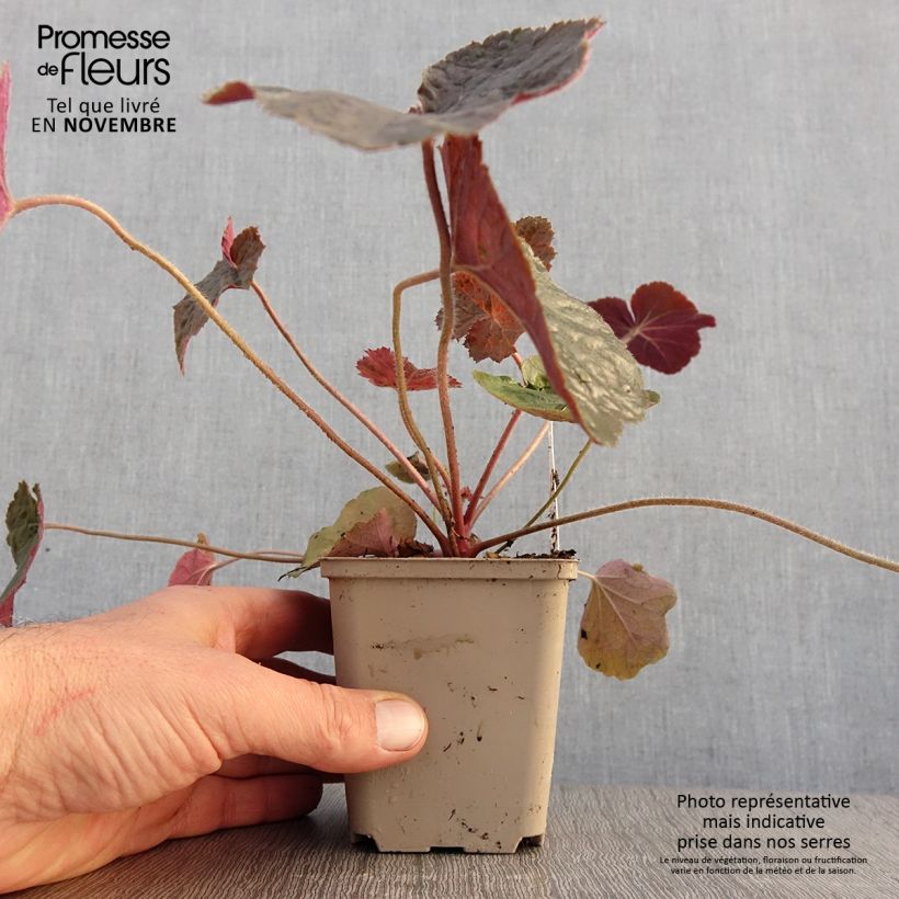 Esemplare di Heuchera XXL Vasetto da 8/9 cm come consegnato in autunno