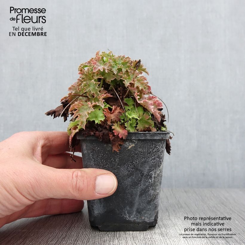Esemplare di Heuchera Apple Crisp Vasetto da 8/9 cm come consegnato in autunno
