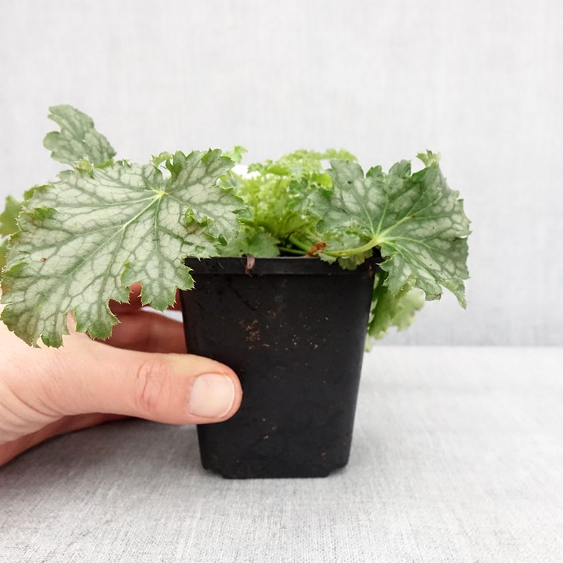 Heuchera Apple Crisp Vasetto da 8/9 cm esemplare consegnato in inverno