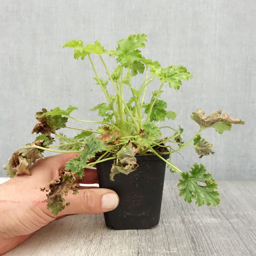 Heuchera Apple Crisp Vasetto da 8/9 cm esemplare consegnato in primavera