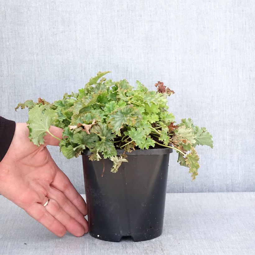 Heuchera Apple Crisp Vaso da 1L/1,5L esemplare consegnato in primavera