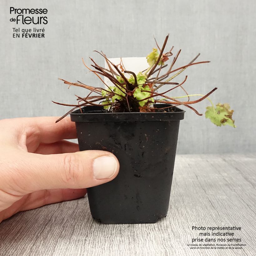 Heuchera Apple Twist Vasetto da 8/9 cm esemplare consegnato in inverno